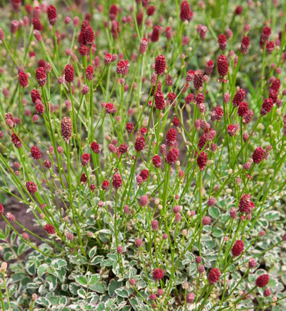 Sanguisorba officinalis var. microcephala 'Little Angel'